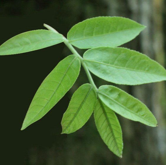 野生青钱柳茶古树青钱柳