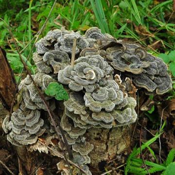 野生云灵芝长白山云灵芝