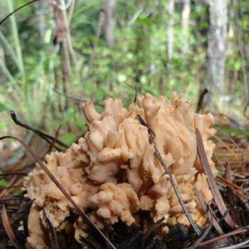 野生扫把菌干云南鹿茸菌