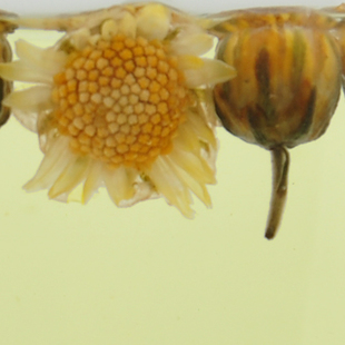 遂昌菊米花茶野生菊米花
