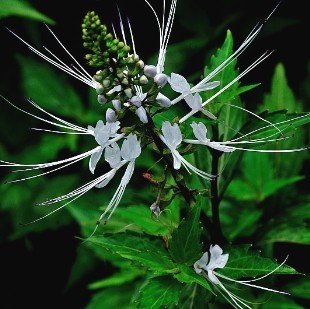 野生猫须草茶云南猫须草