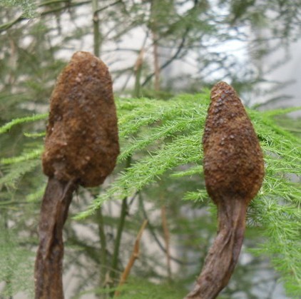 野生回春草干云南回春草