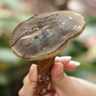 野生黑牛肝菌云南牛肝菌