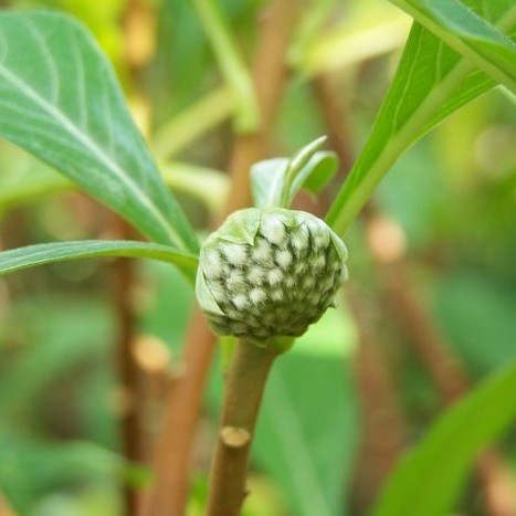 野生绿箩花茶西藏绿萝花