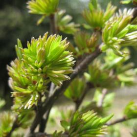 杜仲雄花茶