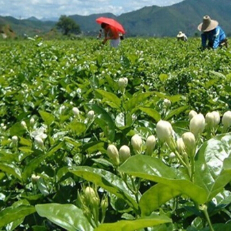 浓香茉莉花茶横县茉莉花