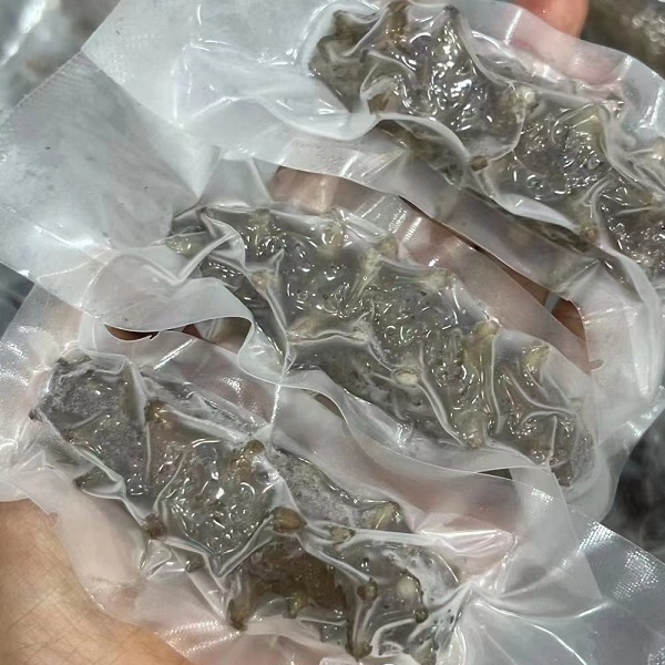 大连海参野生鲜海参500g