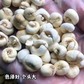 煲汤泡水料贝母大贝母干