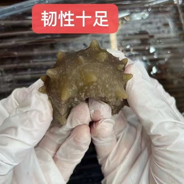 大连辽参新鲜即食海参肉质结实Q弹