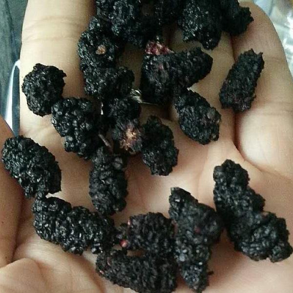 新疆黑桑葚干果降脂花青素含量王桑葚