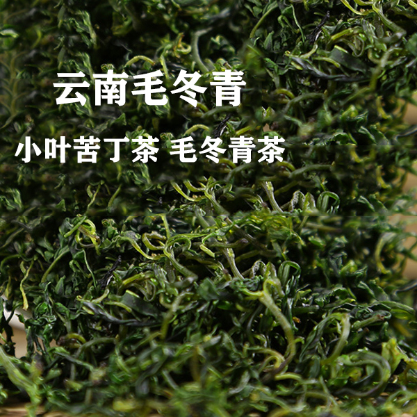 云南野生毛冬青嫩叶茶养生增强免疫力