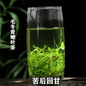 云南嫩叶毛冬青茶美容养颜调节...