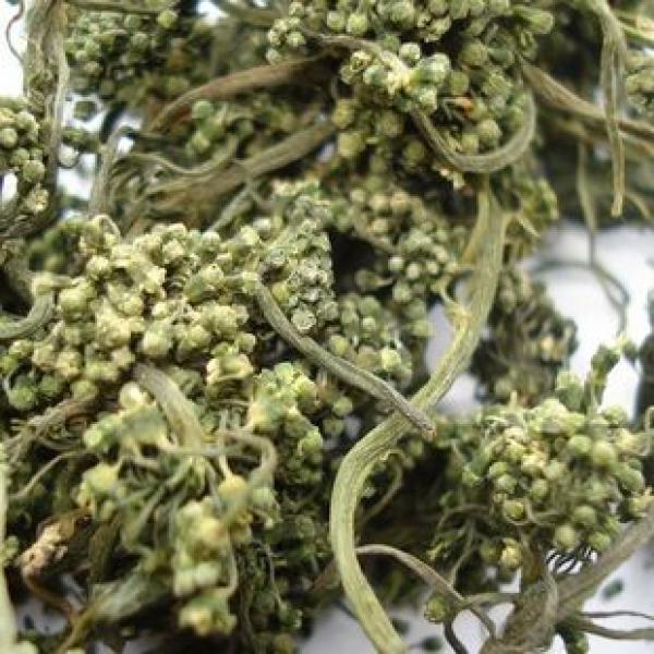 长白山人参花安神调节血糖足龄人参花