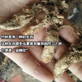 大别山金蝉花煲汤泡酒两用野生...